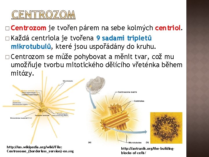 � Centrozom je tvořen párem na sebe kolmých centriol � Každá centriola je tvořena