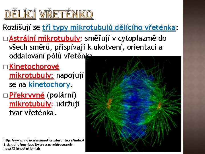 DĚLÍCÍ VŘETÉNKO Rozlišují se tři typy mikrotubulů dělícího vřeténka: vřeténka � Astrální mikrotubuly: směřují