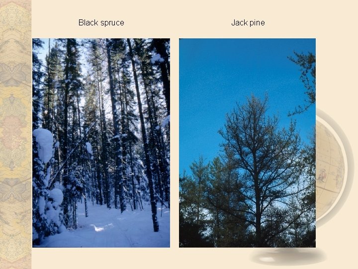 Black spruce Jack pine 