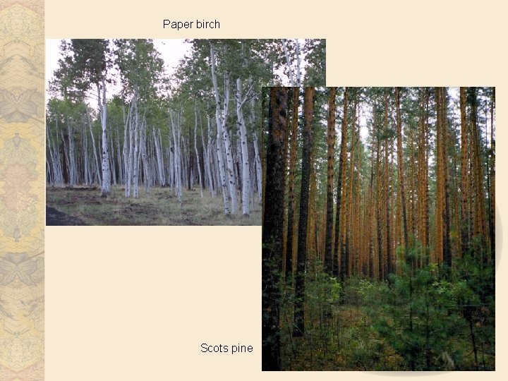 Paper birch Scots pine 