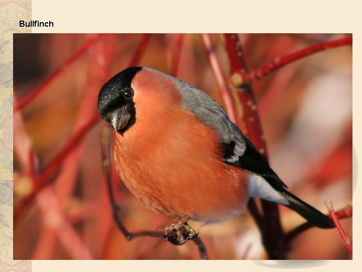 Bullfinch 