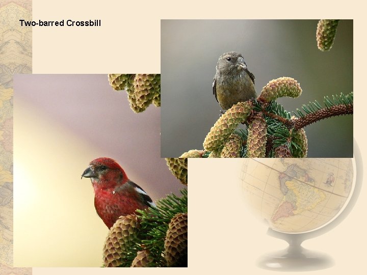 Two-barred Crossbill 