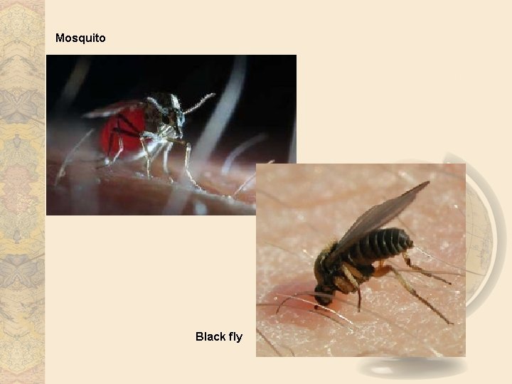 Mosquito Black fly 