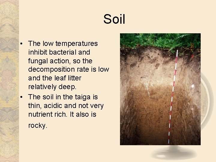 Soil • The low temperatures inhibit bacterial and fungal action, so the decomposition rate