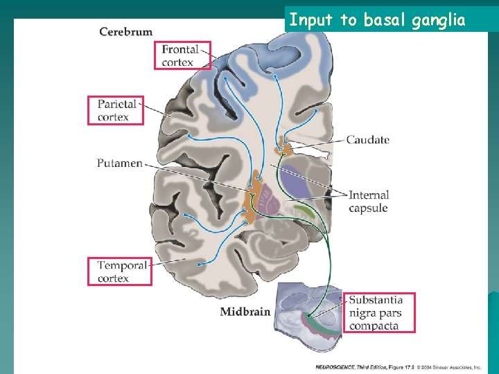 Input to basal ganglia 