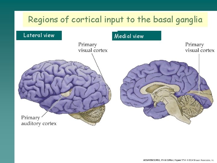 Regions of cortical input to the basal ganglia Lateral view Medial view 
