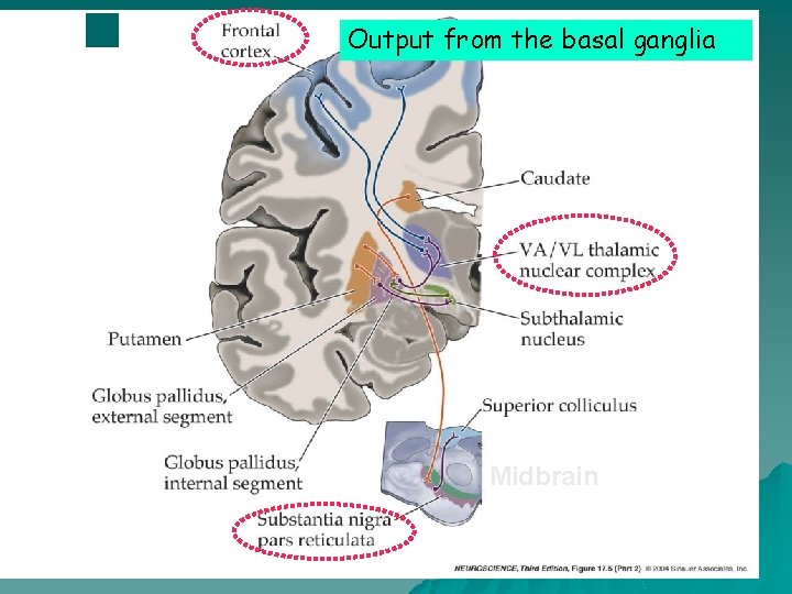 Output from the basal ganglia Midbrain 