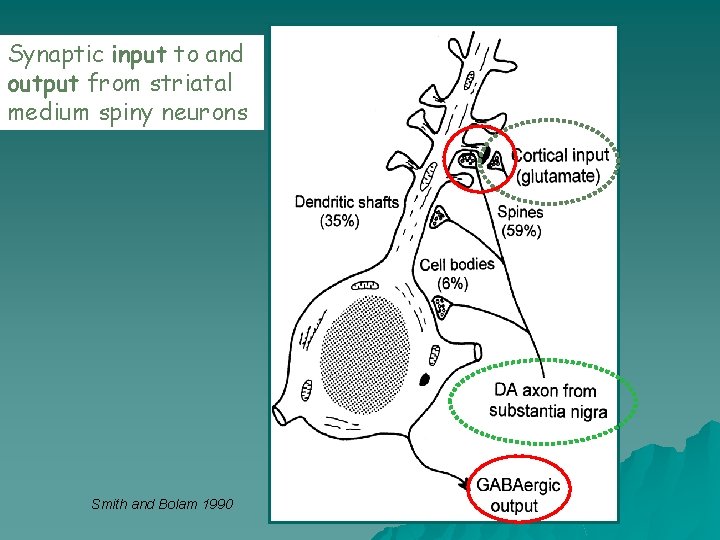 Synaptic input to and output from striatal medium spiny neurons Smith and Bolam 1990