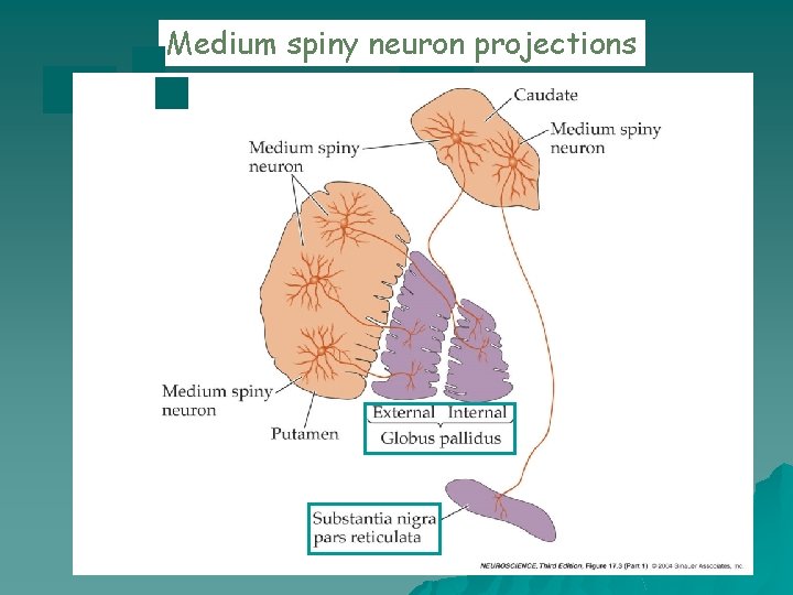 Medium spiny neuron projections 