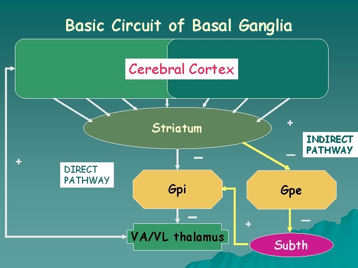 Basic Circuit of Basal Ganglia Cerebral Cortex + DIRECT PATHWAY Striatum + Gpi Gpe