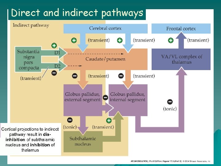 Direct and indirect pathways 
