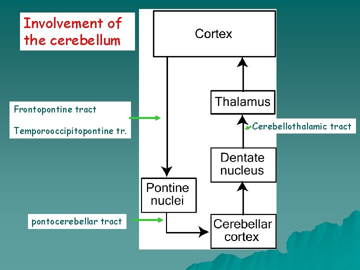Involvement of the cerebellum Frontopontine tract Temporooccipitopontine tr. pontocerebellar tract Cerebellothalamic tract 