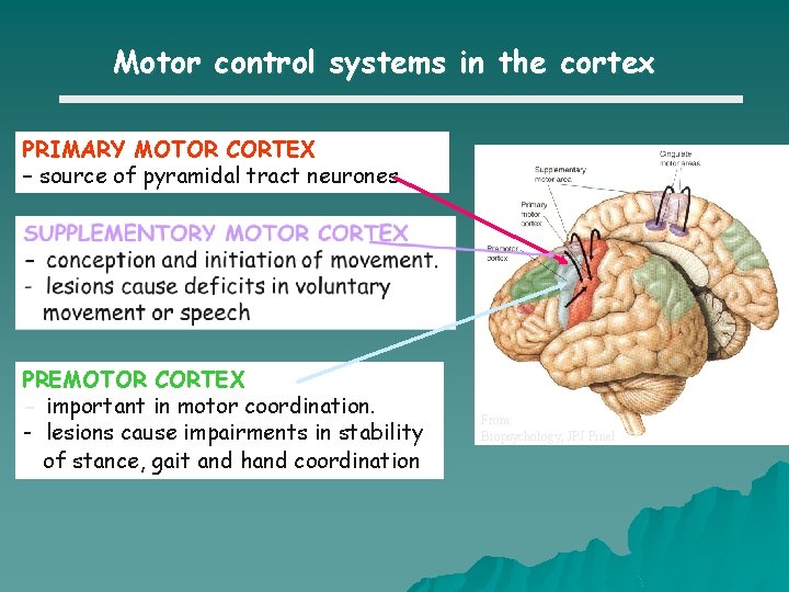 Motor control systems in the cortex PRIMARY MOTOR CORTEX – source of pyramidal tract