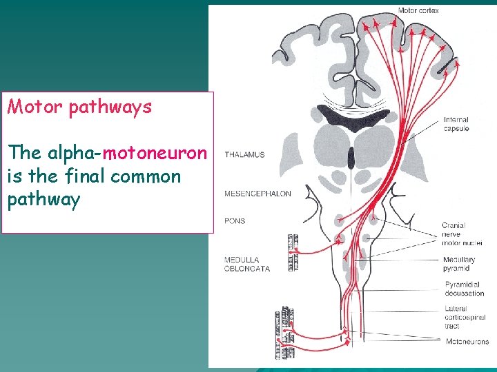 Motor pathways The alpha-motoneuron is the final common pathway 