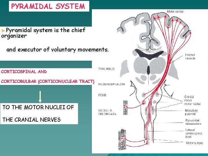 PYRAMIDAL SYSTEM ►Pyramidal organizer system is the chief and executor of voluntary movements. CORTICOSPINAL