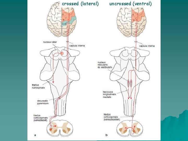 crossed (lateral) uncrossed (ventral) 