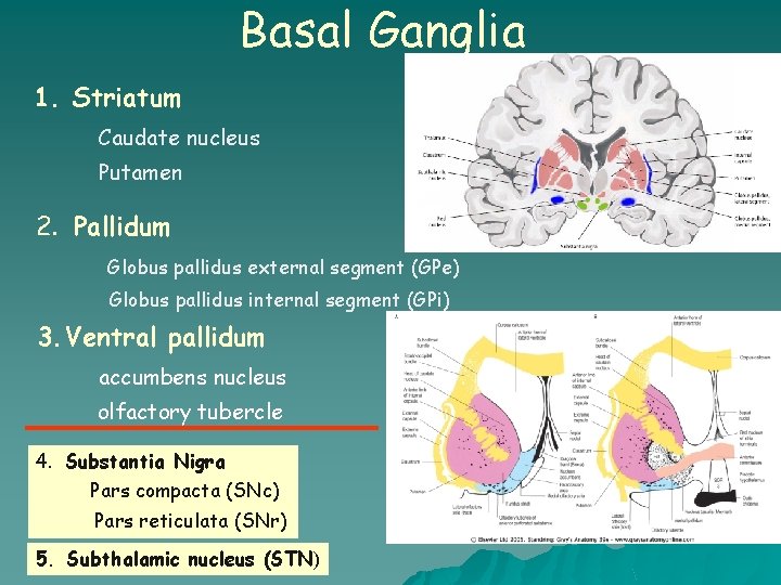 Basal Ganglia 1. Striatum Caudate nucleus Putamen 2. Pallidum Globus pallidus external segment (GPe)