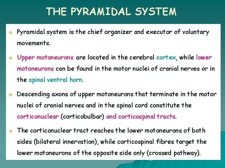 THE PYRAMIDAL SYSTEM u Pyramidal system is the chief organizer and executor of voluntary