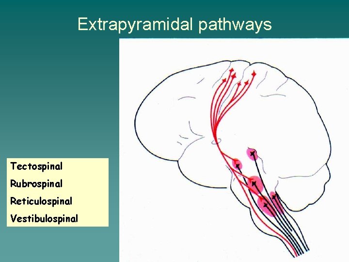 Extrapyramidal pathways Tectospinal Rubrospinal Reticulospinal Vestibulospinal 