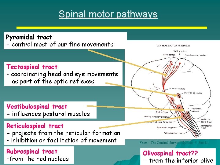 Spinal motor pathways Pyramidal tract - control most of our fine movements Tectospinal tract