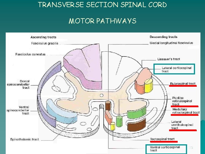 TRANSVERSE SECTION SPINAL CORD MOTOR PATHWAYS 35 