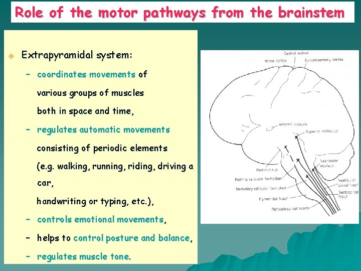 Role of the motor pathways from the brainstem u Extrapyramidal system: – coordinates movements