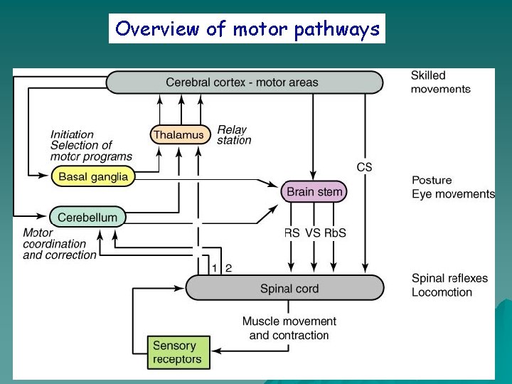 Overview of motor pathways 