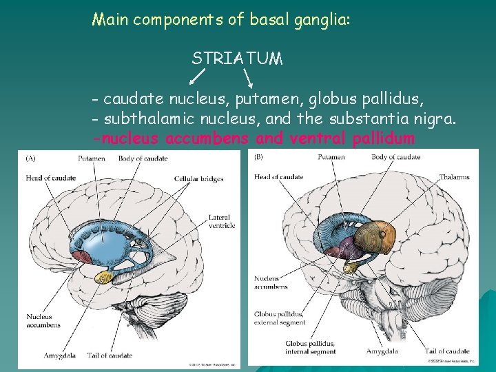 Main components of basal ganglia: STRIATUM - caudate nucleus, putamen, globus pallidus, - subthalamic