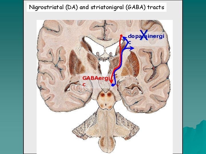 Nigrostriatal (DA) and striatonigral (GABA) tracts X dopaminergi c GABAergi c 