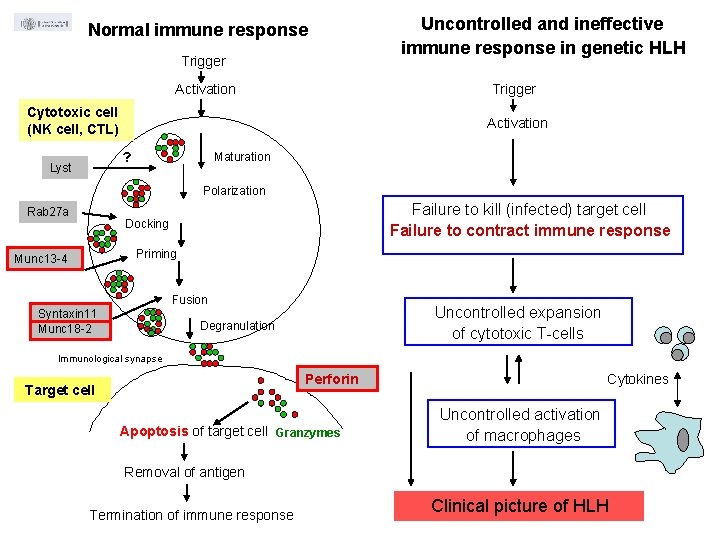 Normal immune response Trigger Activation Cytotoxic cell (NK cell, CTL) Activation Maturation ? Lyst