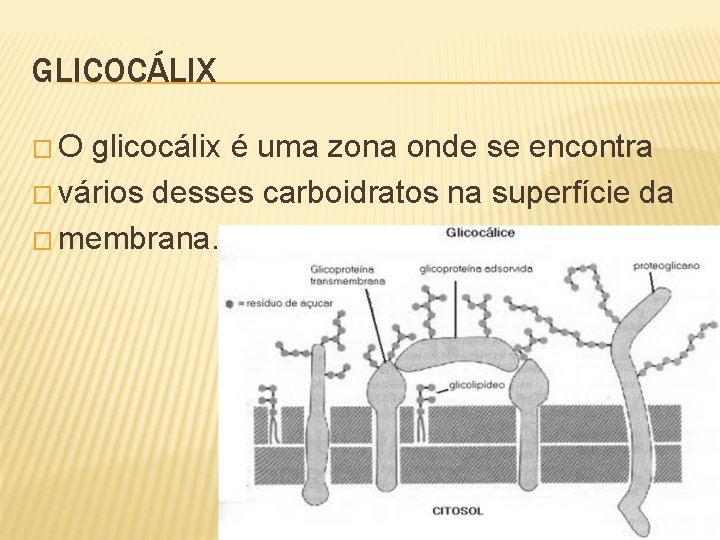 GLICOCÁLIX �O glicocálix é uma zona onde se encontra � vários desses carboidratos na