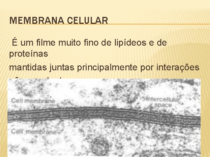 MEMBRANA CELULAR É um filme muito fino de lipídeos e de proteínas mantidas juntas