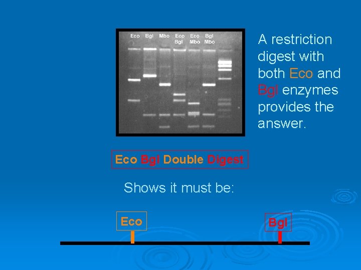 A restriction digest with both Eco and Bgl enzymes provides the answer. Eco Bgl