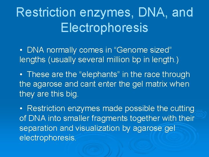 Restriction enzymes, DNA, and Electrophoresis • DNA normally comes in “Genome sized” lengths (usually