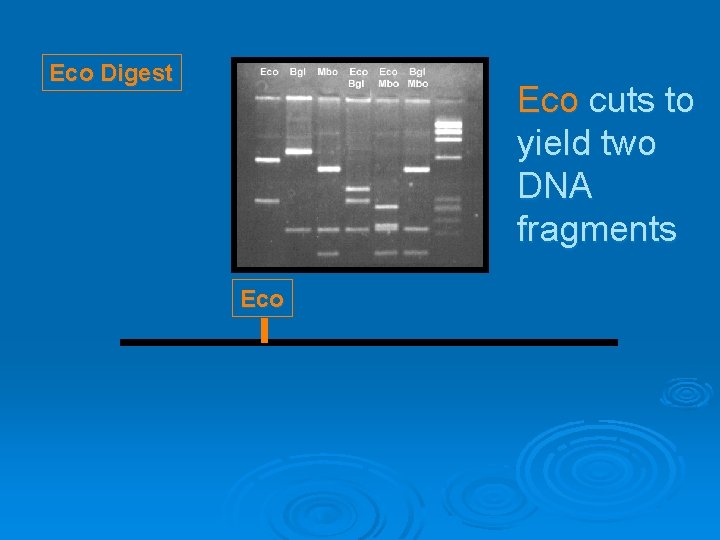 Eco Digest Eco cuts to yield two DNA fragments Eco 