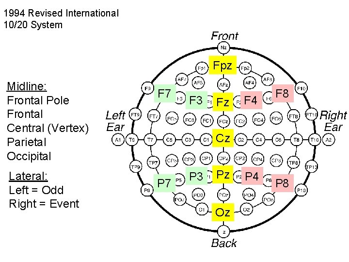 1994 Revised International 10/20 System Fpz Midline: Frontal Pole Frontal Central (Vertex) Parietal Occipital