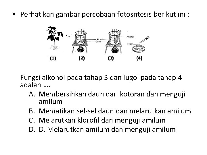  • Perhatikan gambar percobaan fotosntesis berikut ini : Fungsi alkohol pada tahap 3