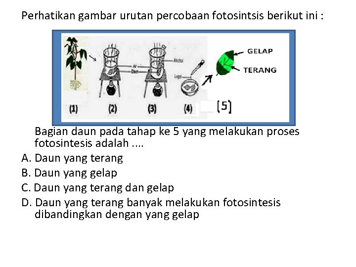 Perhatikan gambar urutan percobaan fotosintsis berikut ini : Bagian daun pada tahap ke 5