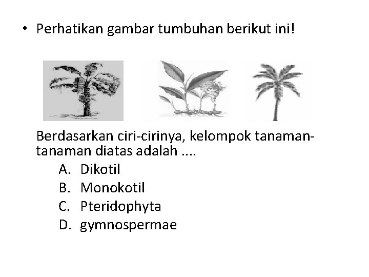  • Perhatikan gambar tumbuhan berikut ini! Berdasarkan cirinya, kelompok tanaman diatas adalah. .