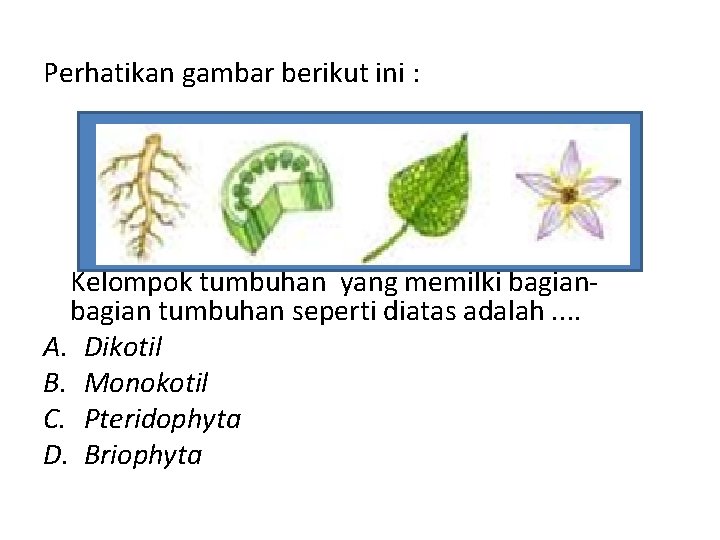 Perhatikan gambar berikut ini : Kelompok tumbuhan yang memilki bagian tumbuhan seperti diatas adalah.