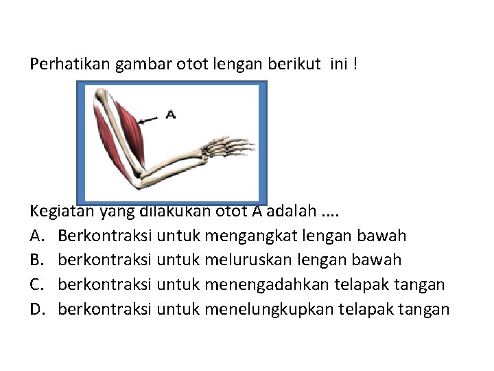 Perhatikan gambar otot lengan berikut ini ! Kegiatan yang dilakukan otot A adalah. .