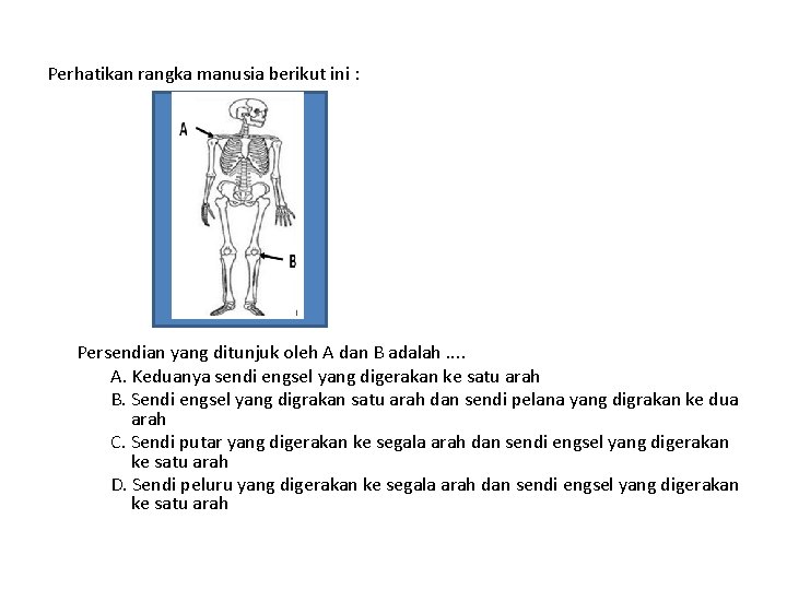 Perhatikan rangka manusia berikut ini : Persendian yang ditunjuk oleh A dan B adalah.