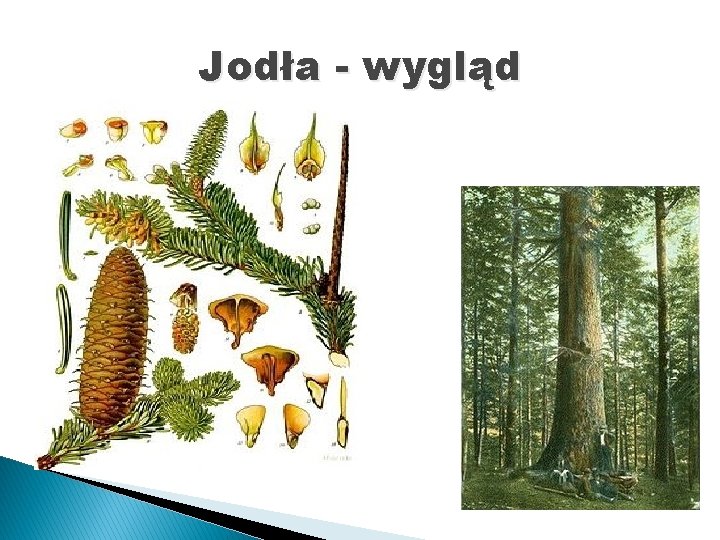 Jodła - wygląd 