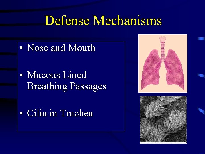 Defense Mechanisms • Nose and Mouth • Mucous Lined Breathing Passages • Cilia in