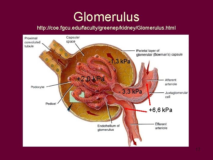 Glomerulus http: //coe. fgcu. edu/faculty/greenep/kidney/Glomerulus. html -1, 3 k. Pa +2, 0 k. Pa