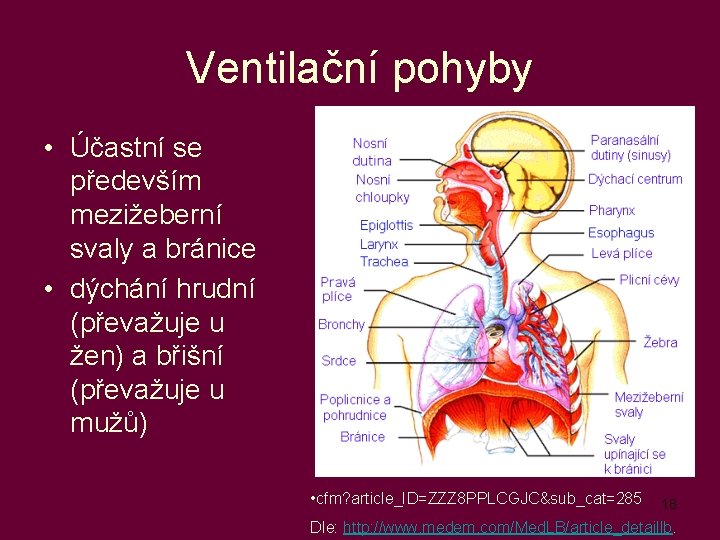 Ventilační pohyby • Účastní se především mezižeberní svaly a bránice • dýchání hrudní (převažuje