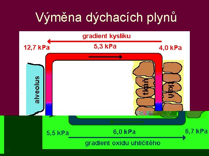 tkáň alveolus Výměna dýchacích plynů 20 