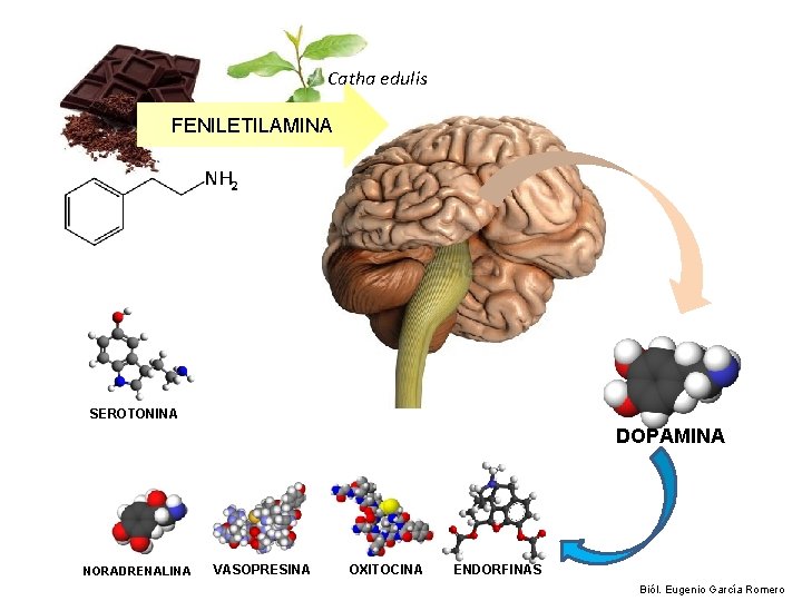 Catha edulis FENILETILAMINA SEROTONINA DOPAMINA NORADRENALINA VASOPRESINA OXITOCINA ENDORFINAS Biól. Eugenio García Romero 