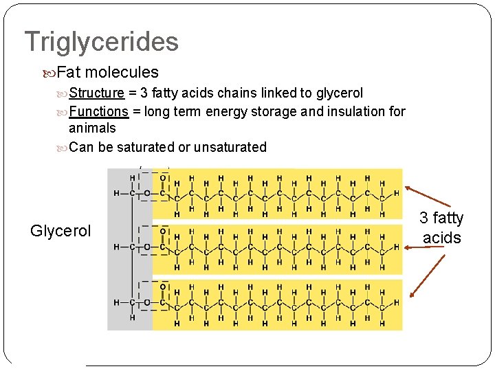 Triglycerides Fat molecules Structure = 3 fatty acids chains linked to glycerol Functions = Triglycerides Fat molecules Structure = 3 fatty acids chains linked to glycerol Functions =