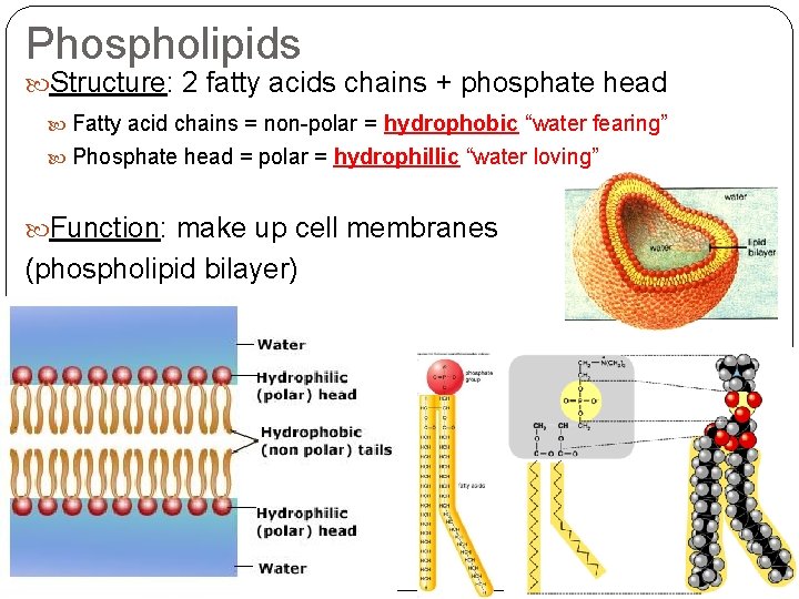 Phospholipids Structure: 2 fatty acids chains + phosphate head Fatty acid chains = non-polar Phospholipids Structure: 2 fatty acids chains + phosphate head Fatty acid chains = non-polar